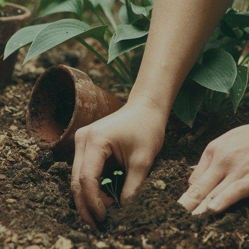 Green Earth's Delight: Farm-Fresh Veggie Quartet